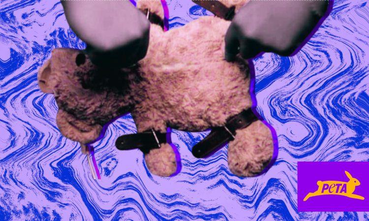 PETA Animal Experimentation on Teddy Bear Sisterhood Agenda