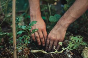 Sisterhood Agenda The Sustainable Garden