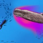 Brave Woman Rescues a Whale, Inspiring Hope Brave Woman Rescues Whale Inspiring Hope Sisterhood Agenda
