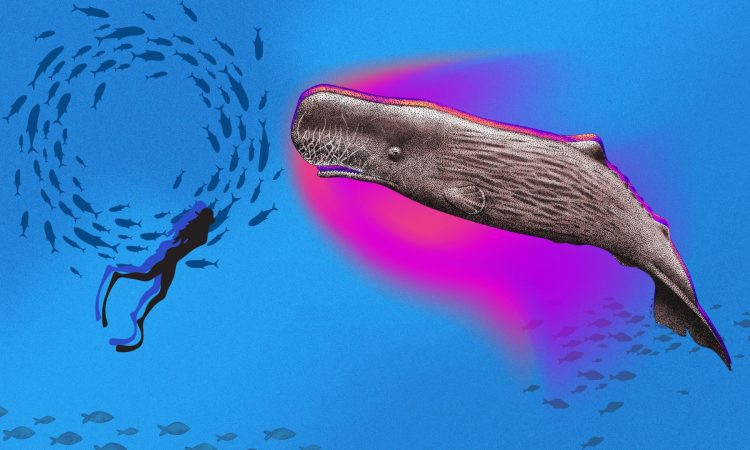 Brave Woman Rescues Whale Inspiring Hope Sisterhood Agenda