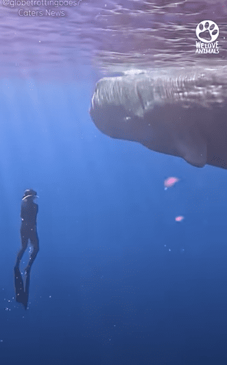 Woman Rescues Whale Sisterhood Agenda