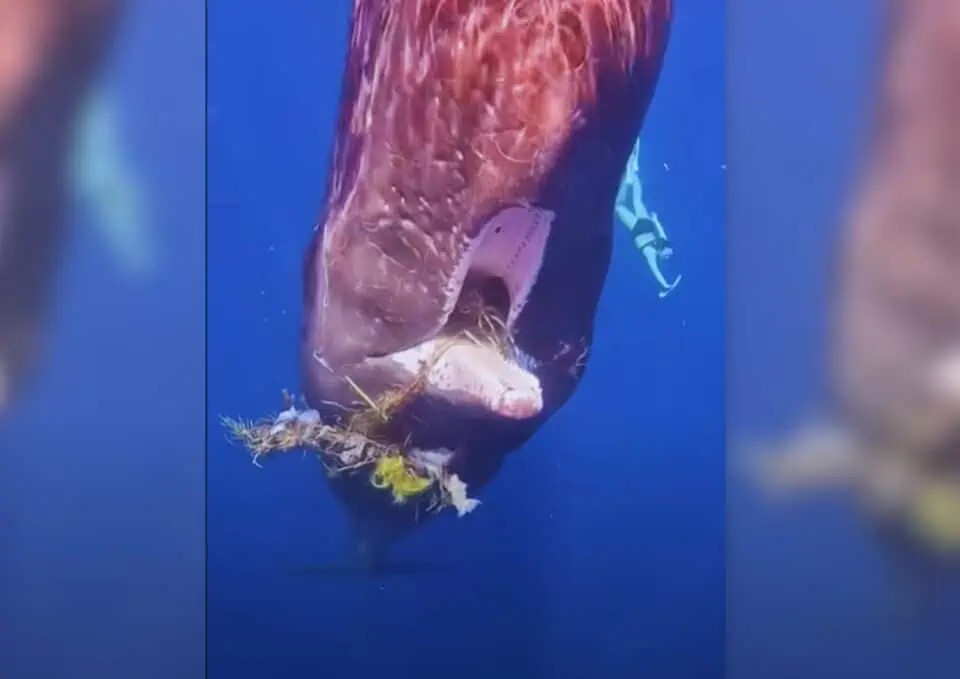 Brave Woman Rescues Whale Inspiring Hope Sisterhood Agenda