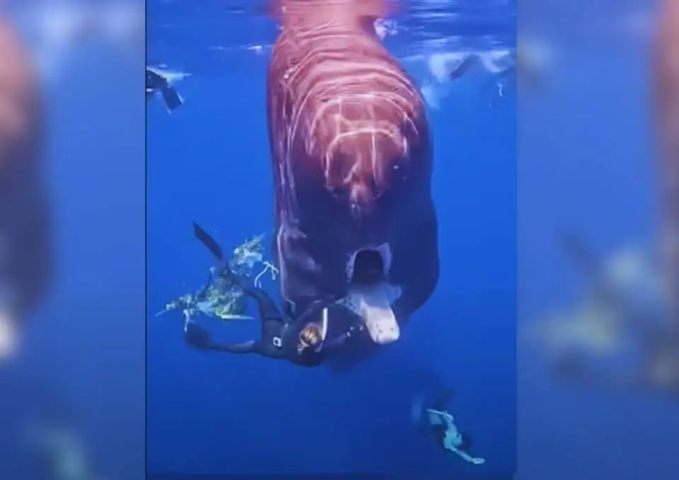 Brave Woman Rescues Whale Inspiring Hope Sisterhood Agenda
