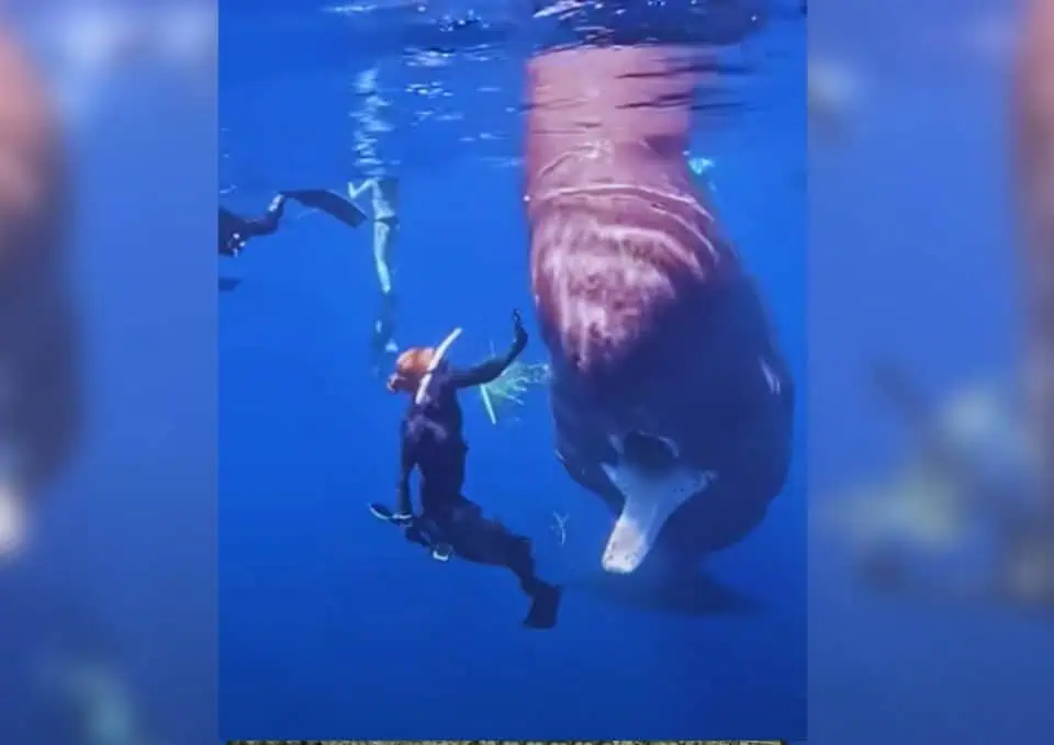 Brave Woman Rescues Whale Inspiring Hope Sisterhood Agenda